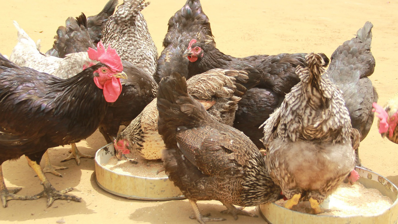 Chicken project